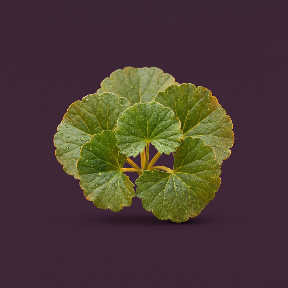 Gotu Kola Extract